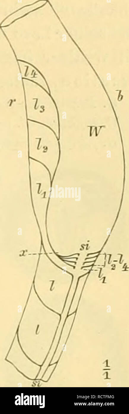 . Der palÃ¤ontologie bearbeitet. Paläontologie. I. Thien - eicli. - Vii. Mollusca. Â 5. Klasse: Ceplialopoiia. Xauliloidea. 363 A. SecL Coehleata sn.. ictinoceras]. Si p Ho weit, zwischen den. Scheide - Wärtsilä nden perlschnurartig angeschwollen, im Zusatzger&aumlte hÃ¤ufig mit Ü-slructions ringen. Silur â Steinkohlen forraation. 0. cochleatum Schi. [Flg. 4 l. j). Obersilur. Nordeuropa. Als hiuilig Diluvialge - schiebe in Norddeutschland. 0. vertebratum Halle. Obersilur. Nordamerika. 0. Breynii. Marl. sp. Subcarbon. Russland, Belgien, Grossbritannien. 0. cjUjanleum säen. Leih, Pal., w. 46, Abb. 1;. Subca Stockfoto