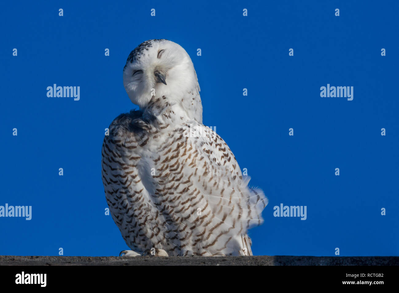 Wilde Schneeeule auf Barsch Anzeige lustiges Gesicht und Ausdruck wie Es preens Federn im hellen Sonnenschein mit blauem Himmel in ländlichen Alberta, Kanada. Stockfoto