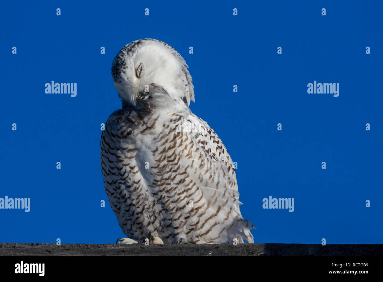 Wilde Schneeeule (Seitenansicht) auf Barsch putzen, die Augen geschlossen, Federn im hellen Sonnenschein mit blauem Himmel in ländlichen Alberta, Kanada. Stockfoto