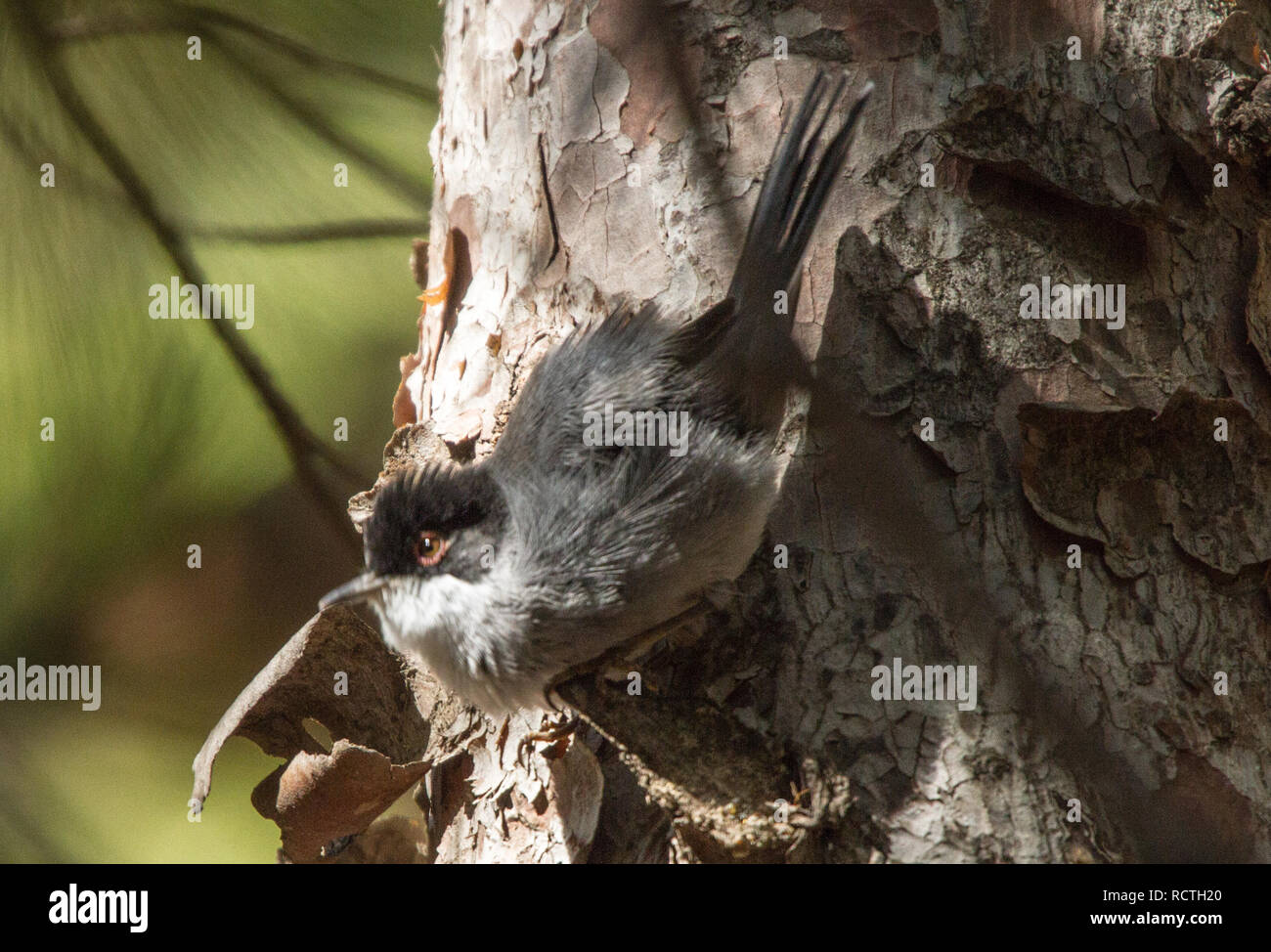 Samtkopfgrasmücke (Sylvia Melanocephala) Stockfoto