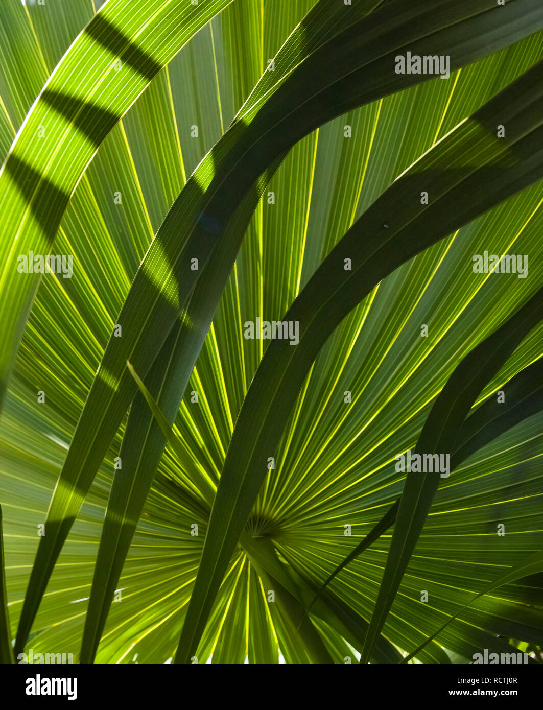 Nahaufnahme des grünen Palmwedeln Stockfoto