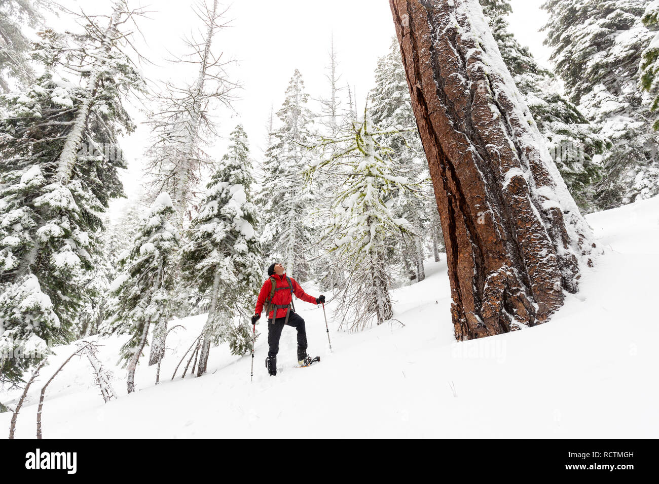 Eine snowshoer Wanderungen von einem großen Mammutbaum (sequoiadendron giganteum) mit frischem Pulver nach einem Wintersturm in Eldorado National Forest. Stockfoto