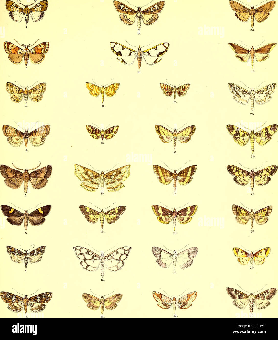 . Beschreibungen der neuen indischen lepidopterous Insekten aus der Sammlung des verstorbenen Mr. W.S. Atkinson. Lepidoptera - Indien; Lepidoptera. Asiatic Society. Bengalen. Lepidoptera. Platte VH.. F, C MooT-e. del etiCh.. liinerrL Broa Trap. Ich, Locastpa lativitta, (?. 2, Paramclia basalis. 3, Scopocera smuosa,?. 4, S varie. Gata, ¥. • 5, Pyi "alis Assamica. y, 6 Patania seiravialis. 7, Cymoriza mextricata, c? . 8, C nvularis. 9 Chilka Glyphodes,; ?. 10, CirrocPirista Bryozalis,?, II, Haritala pecurrens. d". 12, Microsca lobulata, 13, Camadena vespertilionis. 14, Samea qumquigei - ein. 15, Polytlilipt. Ein Pera Stockfoto