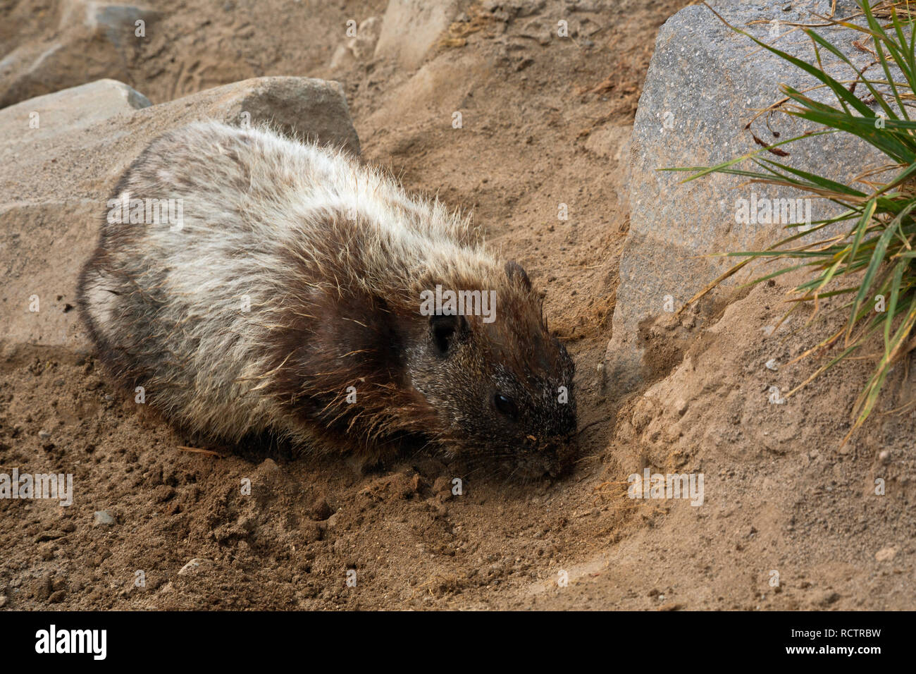 WA 15768-00 ... WASHINGTON - ein Hoary Marmot entspannend auf die lockere Erde der Golden Gate Trail im Paradies der Mount Rainier National Park. Stockfoto
