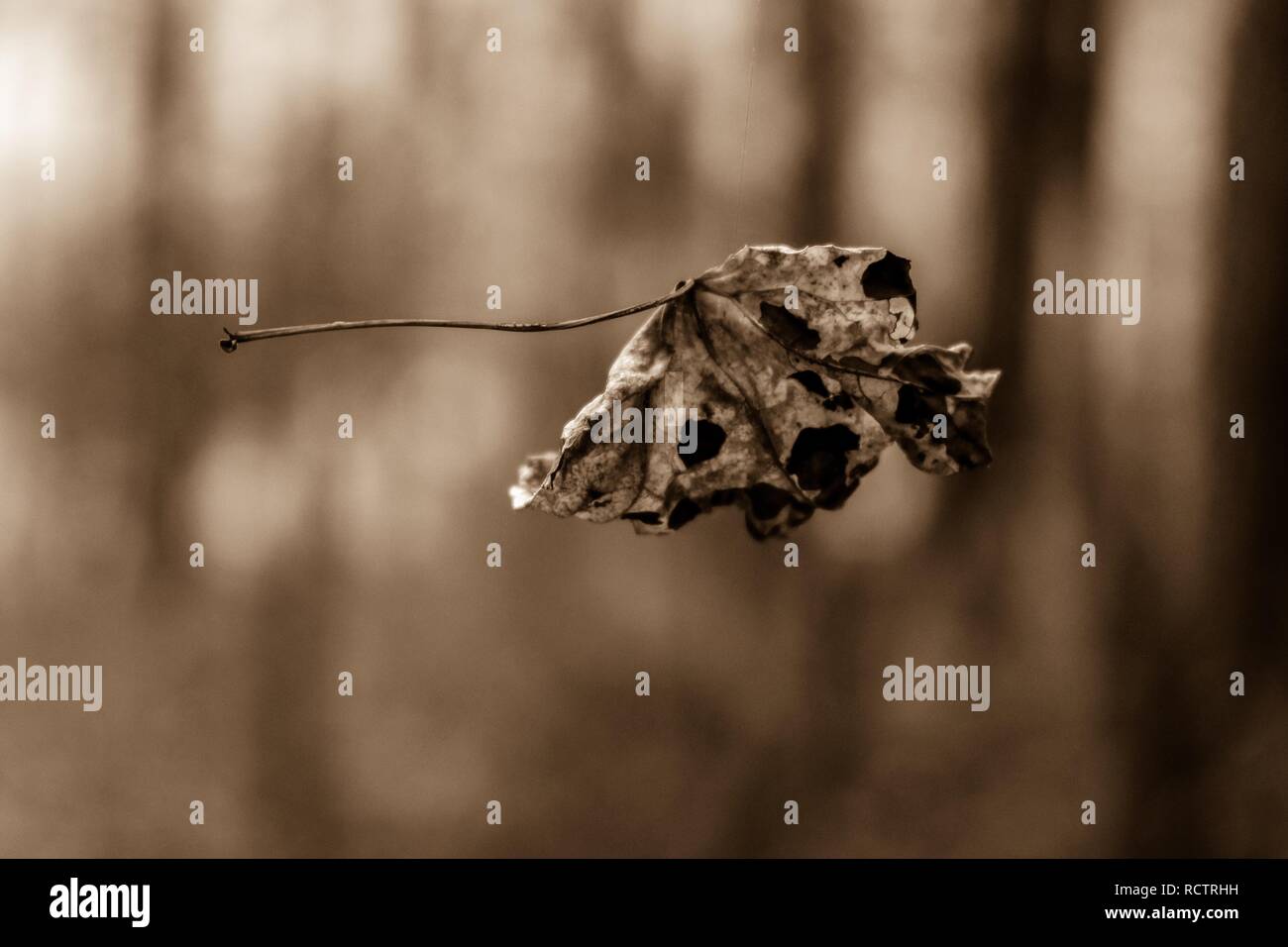 Sepia Filter eines einzigen getrocknet Tulip poplar Blatt durch eine Faser von Spiderweb im Wald ausgesetzt. Stockfoto
