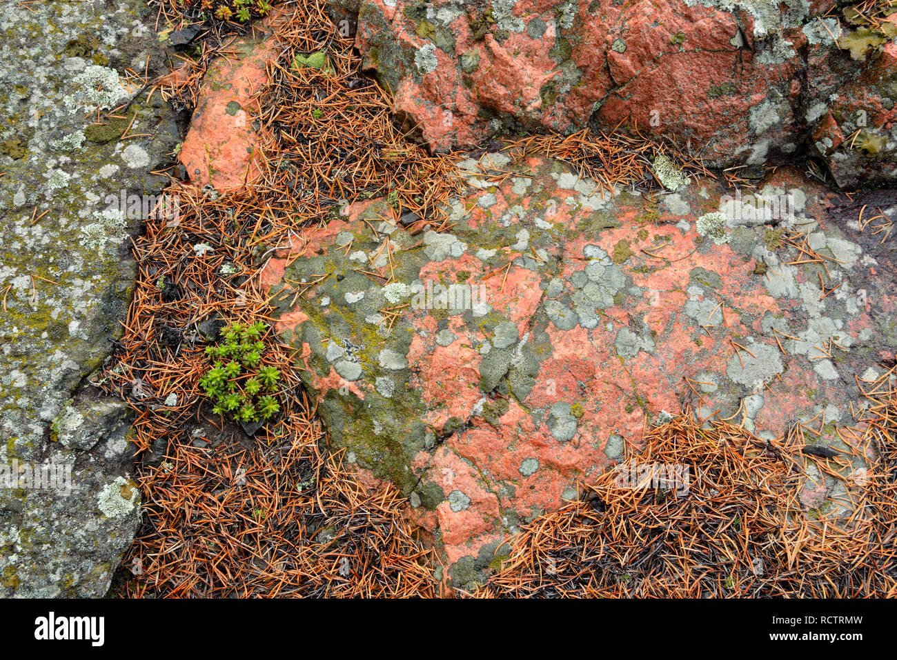 Schild präkambrischen Granit mit einem orangefarbenen magmatischen Deich, Yellowknife, Nordwest-Territorien, Kanada Stockfoto