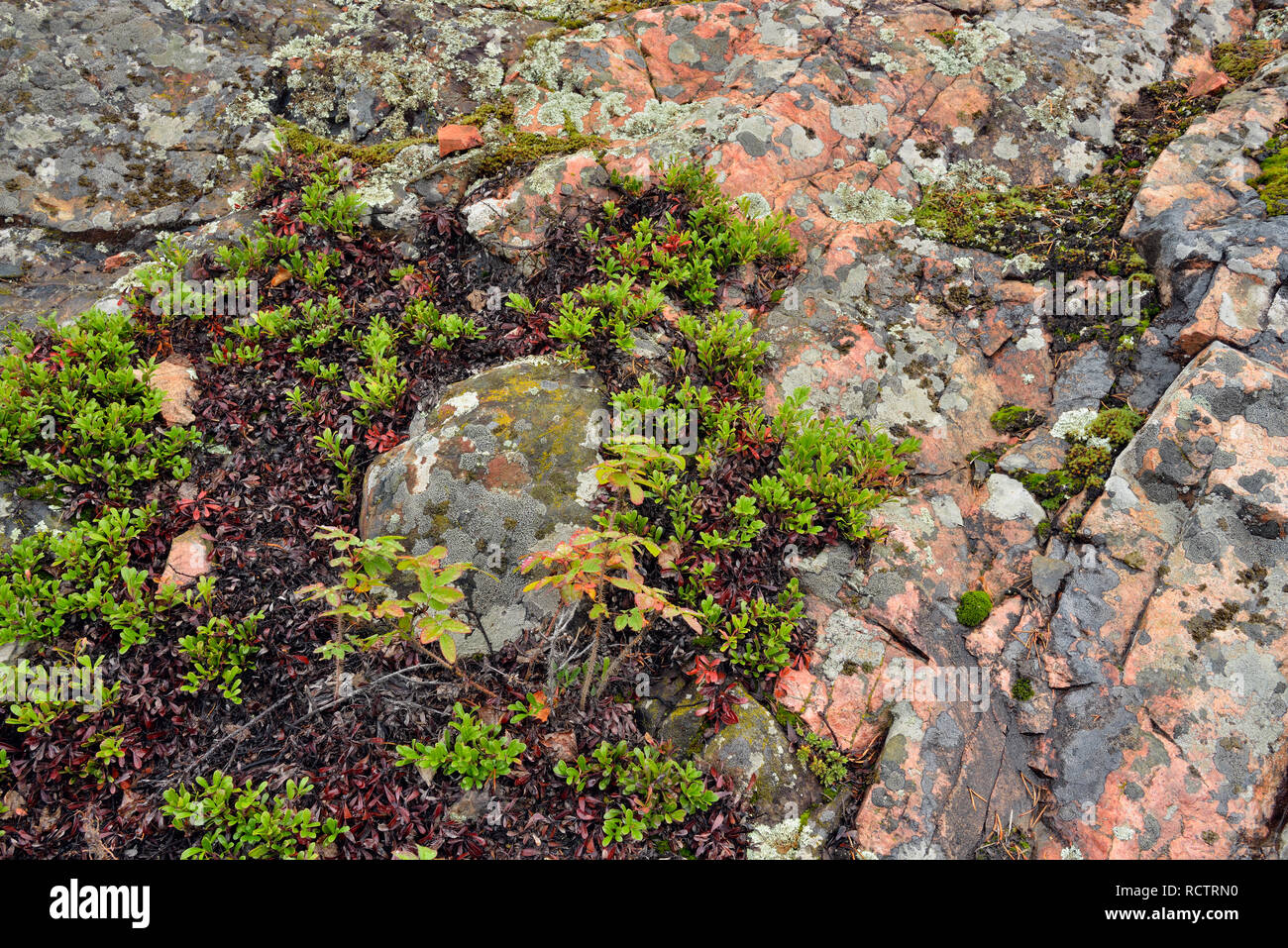 Schild präkambrischen Granit mit Flechten und Bodendecker, Yellowknife, Nordwest-Territorien, Kanada Stockfoto