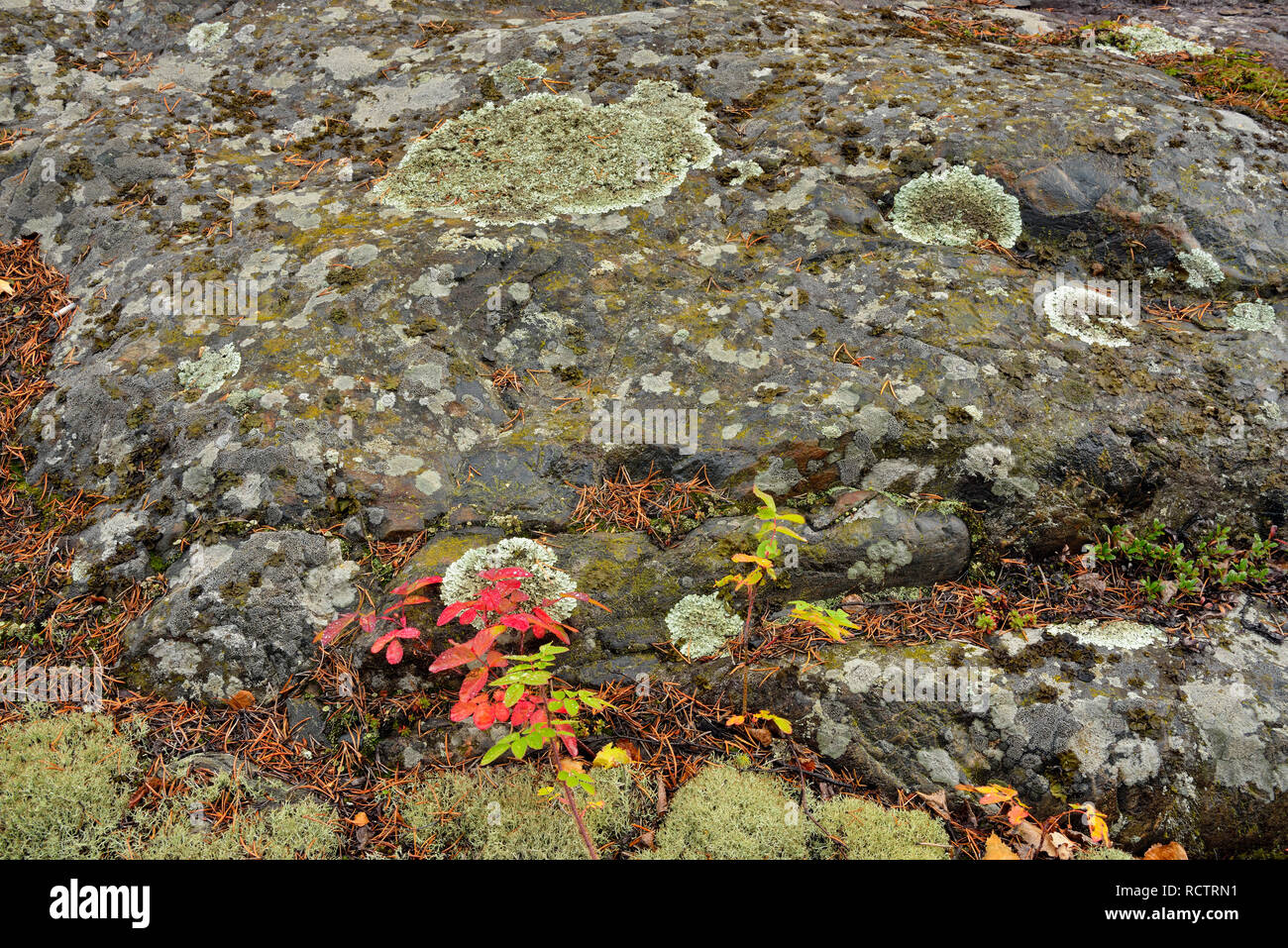 Schild präkambrischen Granit mit Flechten und Wild Rose, Yellowknife, Nordwest-Territorien, Kanada Stockfoto