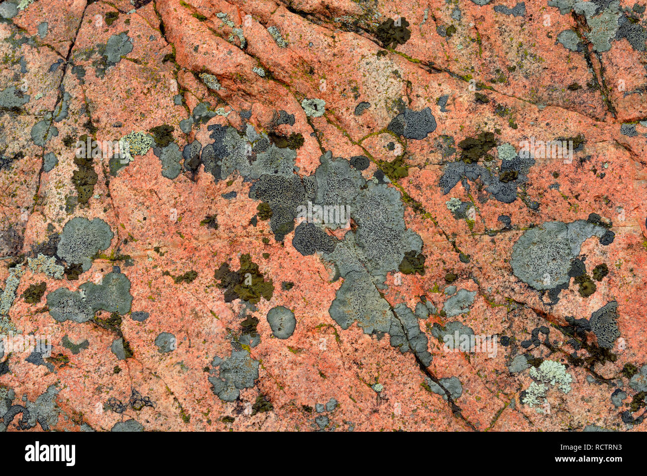 Schild präkambrischen Granit mit einem orangefarbenen magmatischen Deich und Flechten, Yellowknife, Nordwest-Territorien, Kanada Stockfoto