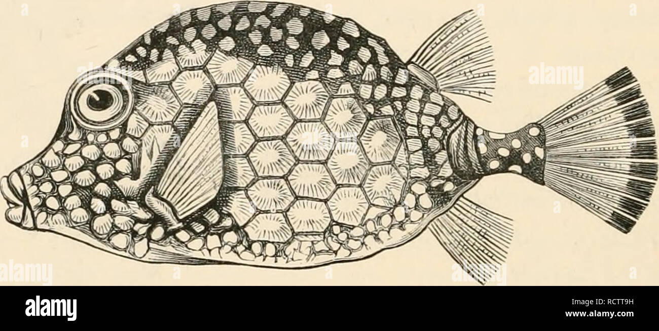 . Elementare Lehrbuch der Zoologie. Zoologie. 168 Fische. Stamm 1. Sclerodermi. Backen mit getrennt Zähne. Fam. Ostracionidae (Trunk - Fische). Körper Senkkästen, dreieckige oder Quad-rangular, oft in Horn verlängert - wie Prozesse: Mit der Firma dermale Rüstung bestehend aus Polyedrische knöchernen Platten, auf denen nur die Flossen und Schwanz beweglich sind. Oxtracwn triqtieter L. (Abb. 610), West Indies; 0. quadricornix L., Westafrika, Fam. Balistidae (Datei - Fische). Der Körper ist seitlich zusammengedrückt, und die Haut ist mit groben Granulat bedeckt, oder mit harten rhombischen Skalen und ist oftei schön gefärbt. Salist Stockfoto