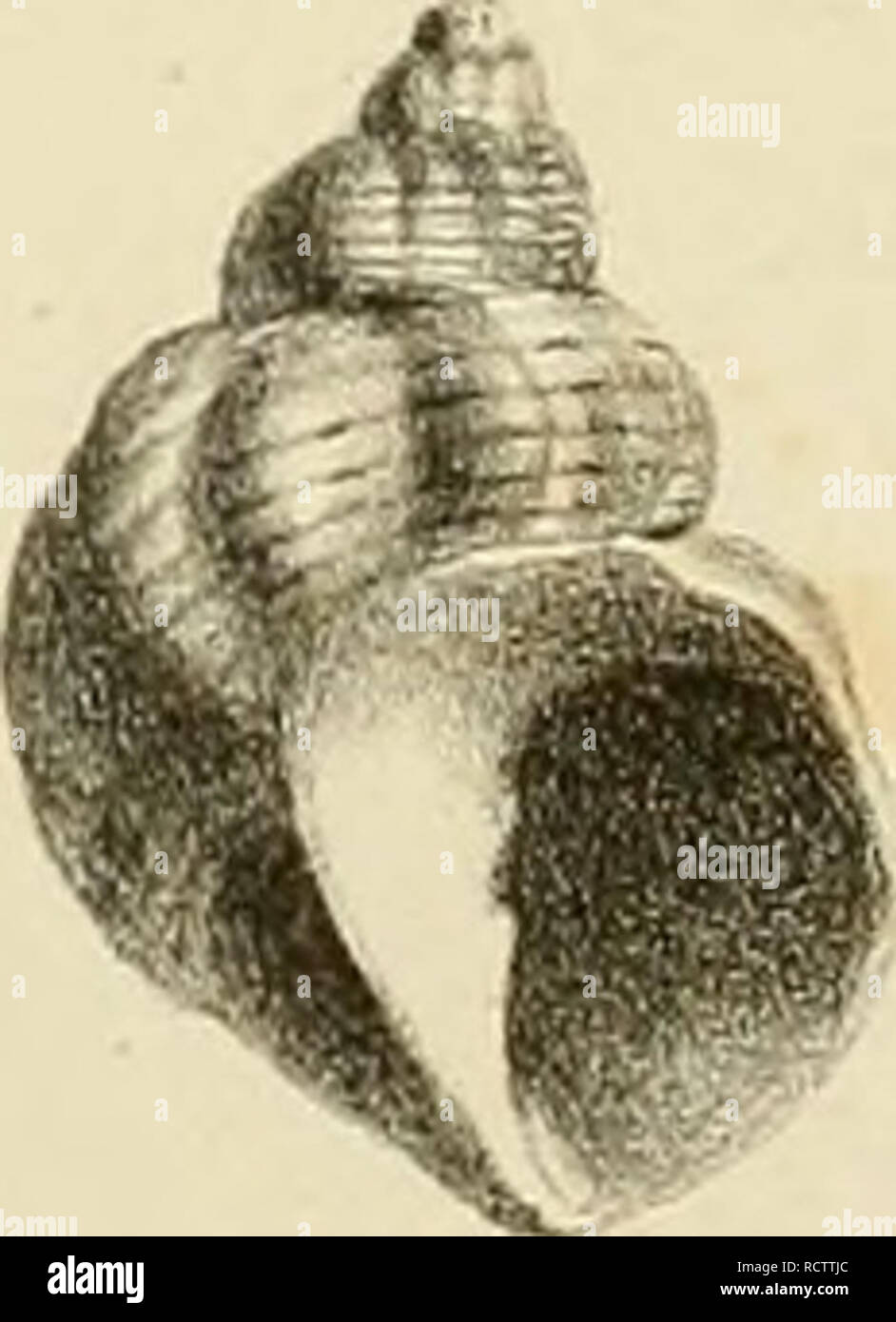 . Beschreibung des Cancellaires Fossilien des Terrains tertiaires du Piémont. Cancellariidae, Fossil; Weichtiere, Fossil. . Bitte beachten Sie, dass diese Bilder sind von der gescannten Seite Bilder, die digital für die Lesbarkeit verbessert haben mögen - Färbung und Aussehen dieser Abbildungen können nicht perfekt dem Original ähneln. extrahiert. Bellardi, Luigi, 1818-1889. Turin: Imprimerie Royale Stockfoto