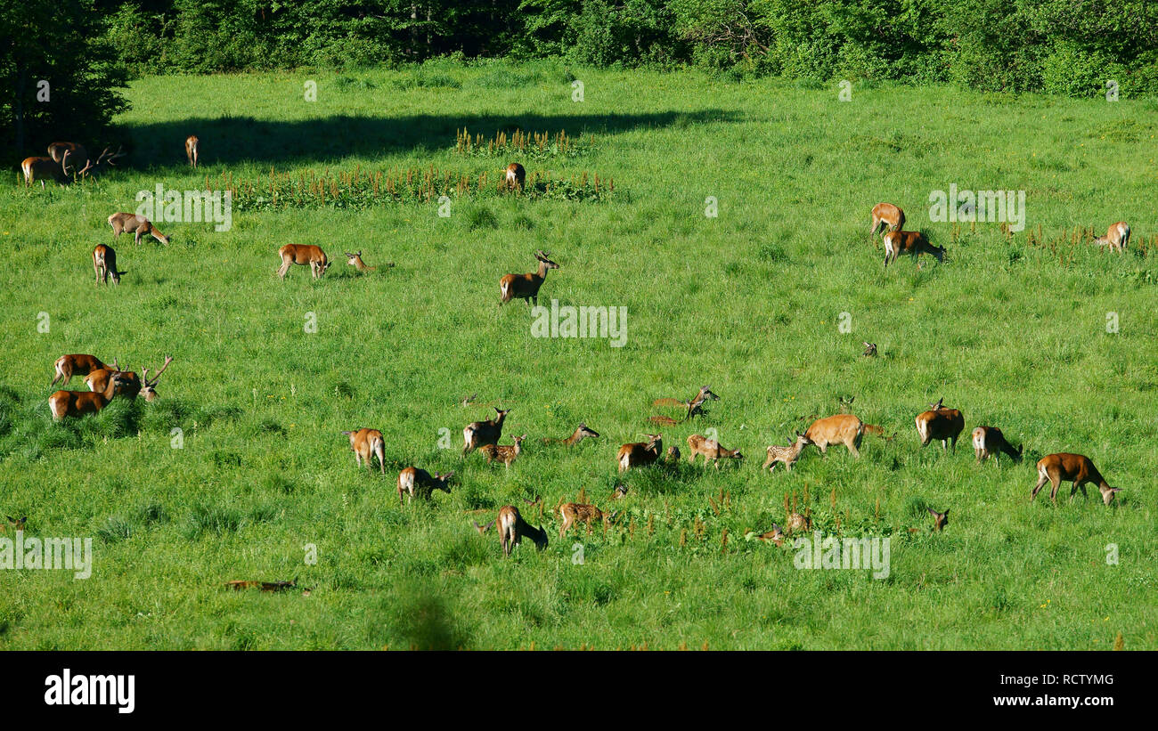 Red Deer (Cervus elaphus). Herde von Rehen in einer Wiese. Bieszczady-gebirge. Polen Stockfoto