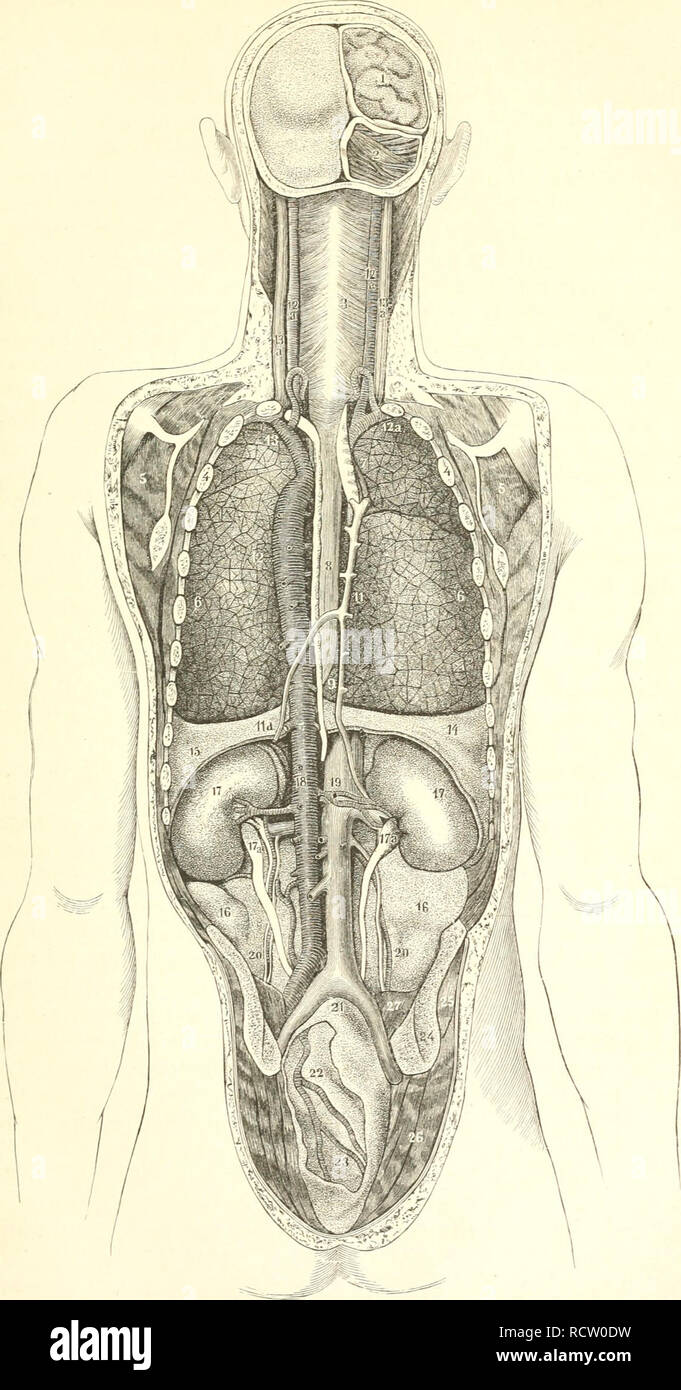 Der Mensch Anthropologie Die Menschliche Anatomie Physiologie 9 Iucfenanji F T Ber Sruft Unb Soudjeiiigemeibe Sgl