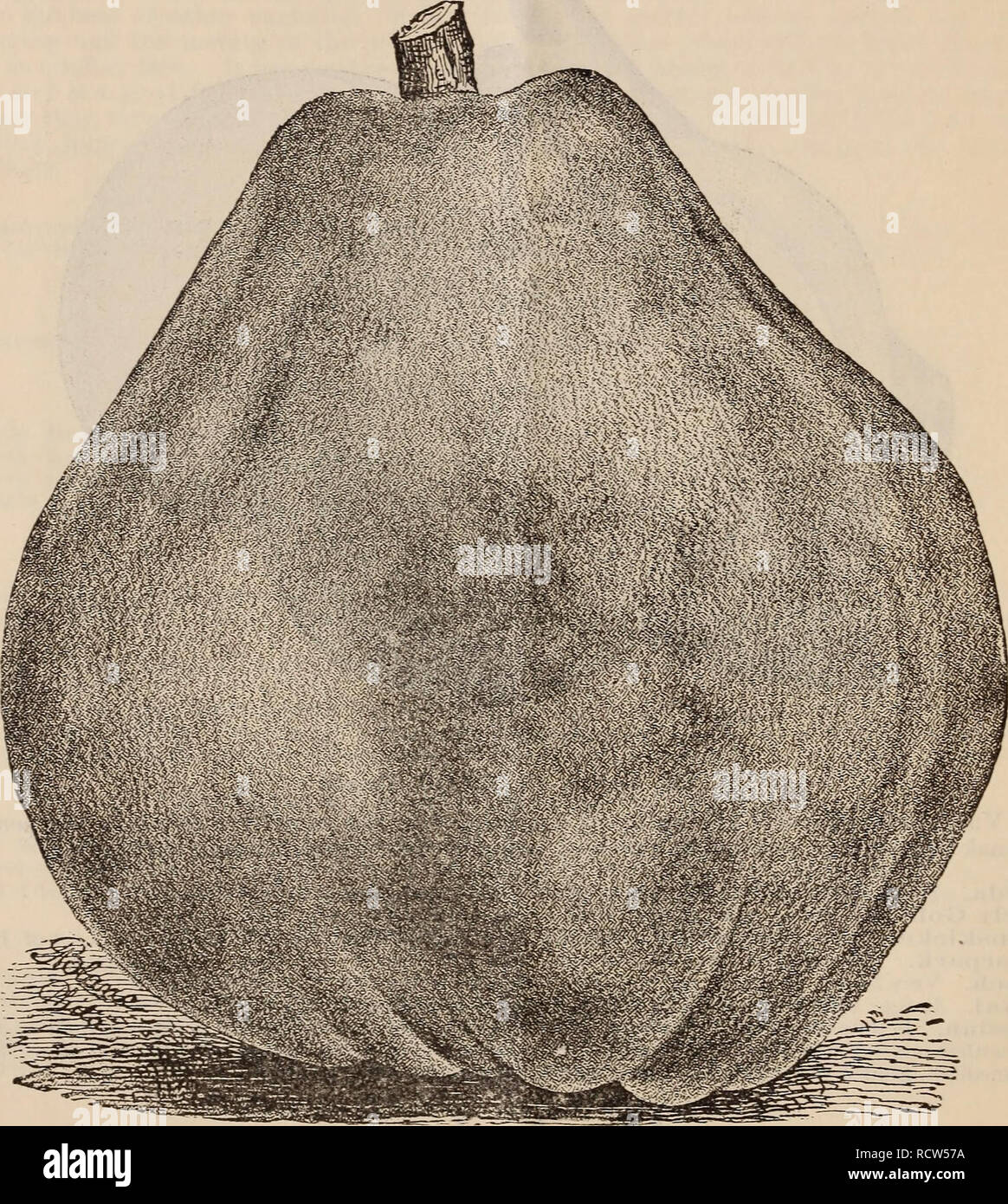 . Beschreibende retail Katalog des Roselle N. J. Baumschulen. Baumschulen (Gartenbau) New Jersey Roselle Kataloge; Obstbäume Sämlinge Kataloge Kataloge; Obst; Pflanzen, Zierpflanzen Kataloge; Bäume Sämlinge Kataloge. Die ROSELLE, X./., Baumschulen. Meister Quitte. 30 Cent bis $ 1,00. Quitten sliould Hase reichen und durchlässigen Boden. Mit ein wenig Aufmerksamkeit und Pflege, Bäume kommen in viel früher, als wenn vernachlässigt, und die Frucht wird mehr perfekt sein. Apfel oder Orange. Die berühmte sortieren; recht beliebt und sehr wertvoll. Champioii. Neue, und beschlossen, Akquisition, Baum ein Stockfoto