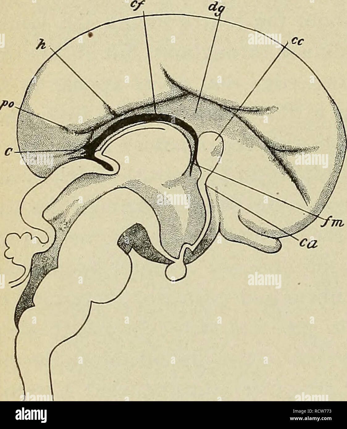 . Die Entwicklung des menschlichen Körpers: Ein Handbuch der menschlichen Embryologie. Embryologie; Embryo, Non-Mammalian. 4< o6 das Corpus callosum ing die dorsale Teil und Basis, die vorher gerichtet ist, ist die Säulen der fornix der ventralen Teil, während die anterior Commissure der ventralen anterior Winkel belegt. Der Teil des Dreiecks inbegriffen zwischen den Callosum und die fornix Dünn Bleibt und bildet das Septum pellucidum, und in der Mitte dieser auftretende Split gibt Anlass zu den so genannten ^ // /* Ventrikel, die von der Mode der Forma- tion, ist ein vollständig geschlossenes cav-keit und ist nicht gefüttert Stockfoto
