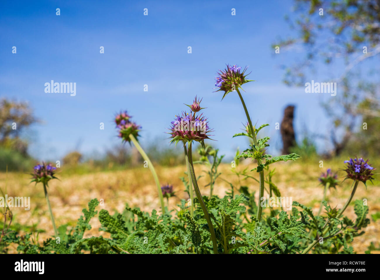 Chia (Salvia columbariae) wilde Blumen blühen in den Joshua Tree National Park im Frühling, Kalifornien Stockfoto