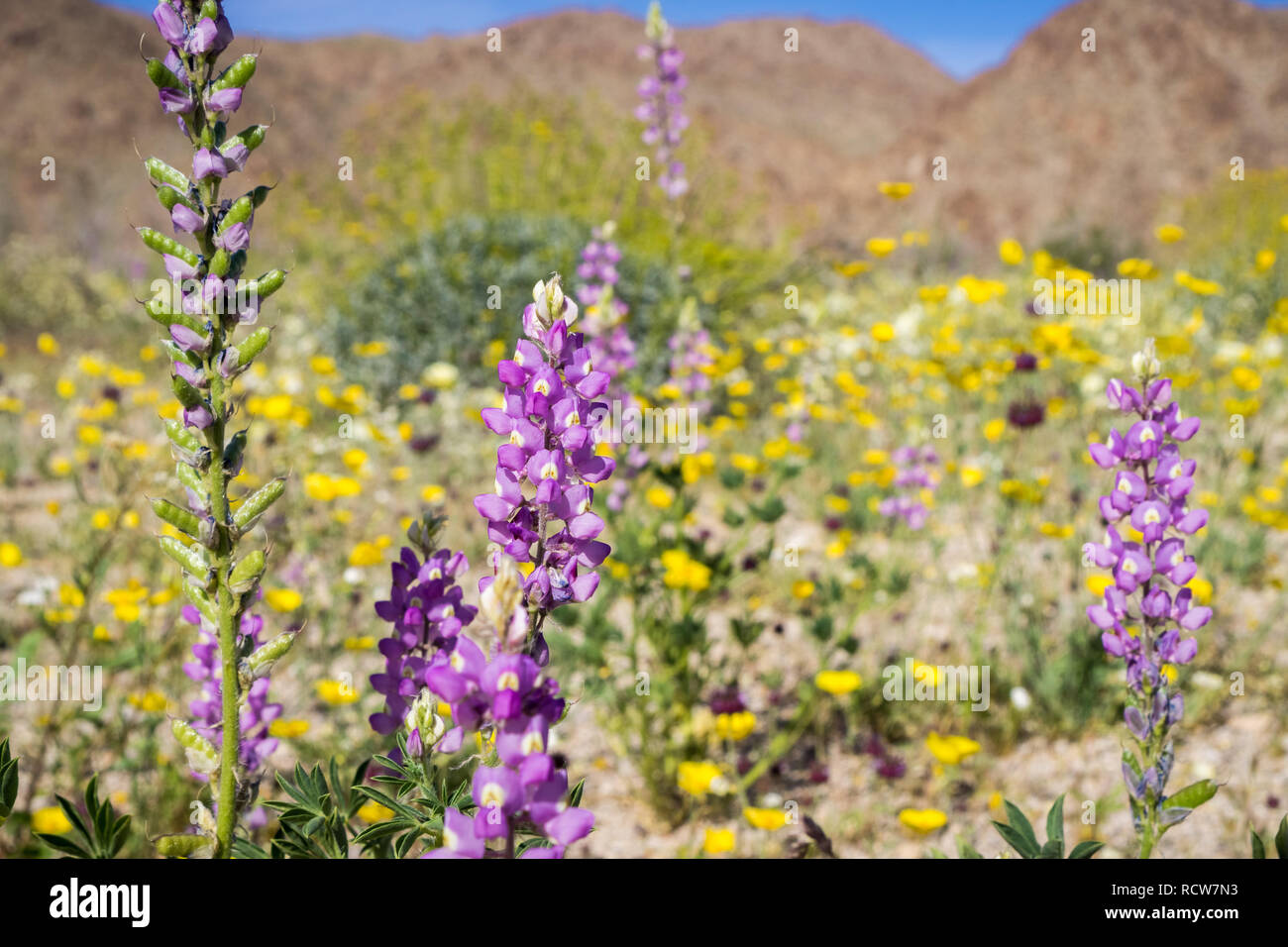 Lupine Blumen; Bereich der Wildblumen im Hintergrund, südlich der Joshua Tree National Park, Kalifornien Stockfoto