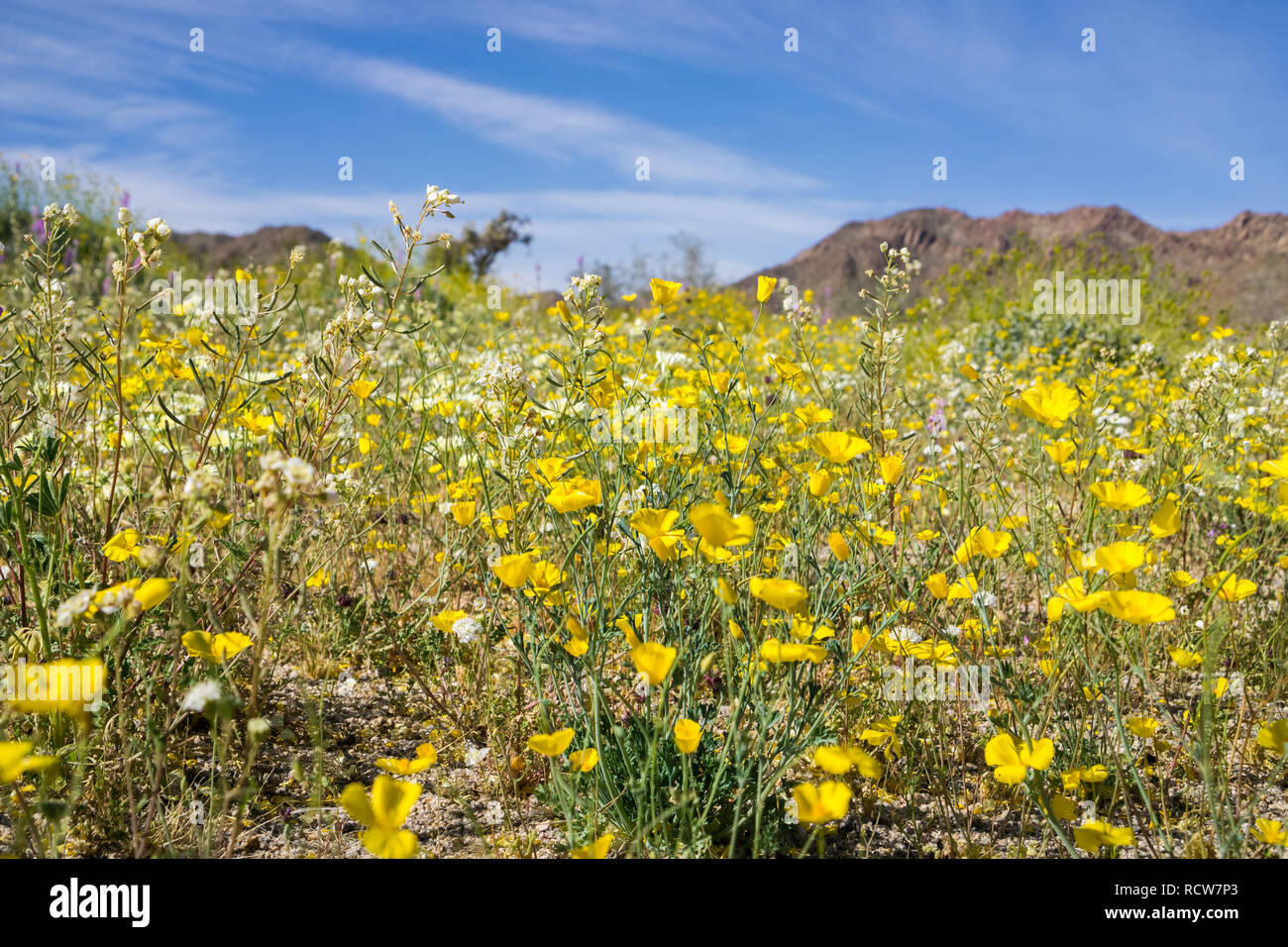 Bereich der Wildblumen im Süden der Joshua Tree National Park, Kalifornien Stockfoto