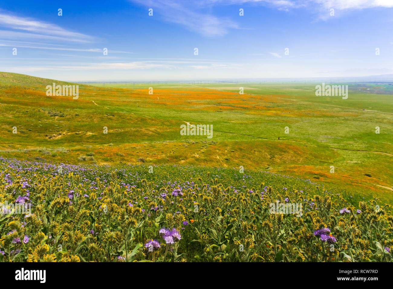 Wildblumen blühen auf den Hügeln im Frühling, Kalifornien Stockfoto