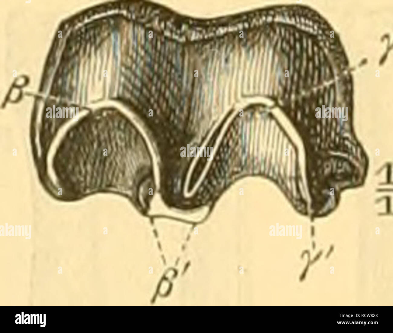 . Der Paläontologie bearbeitet. Paläontologie. Abb. Ö 73. obere Molaren