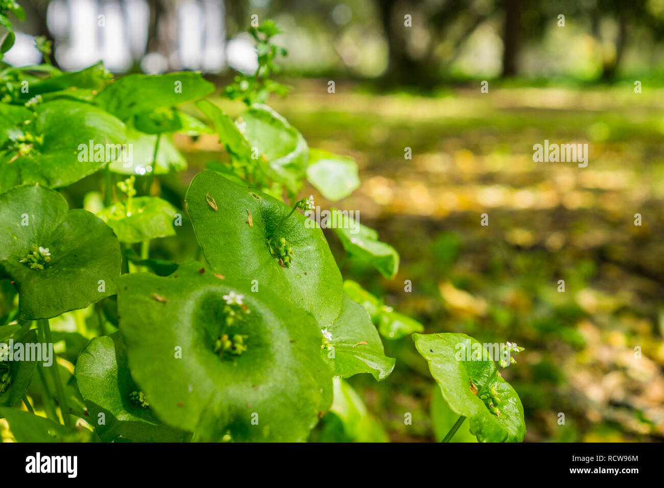 Miner's Salat, Winter Portulak oder indischer Salat (Claytonia perfoliata) wachsen im Wald, Kalifornien Stockfoto