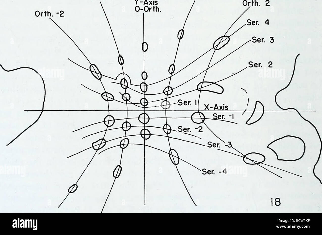 . Die entwicklungspolitischen Anatomie der Isoetes. Isoetes; Botanik. Orth. - Ich Y-Achse Orth. Ich Orth. -2. Abbn. 17. und 18. Querprofile in der gleichen Reihe wie die Zahlen 15 und 16, auf höheren Ebenen in der Anlage. X80. Abb. 17. Eine Ebene in der Nähe der Basalmembran meristem. Die Spuren sind überfüllt. Die Serie nicht mehr konvergieren mit der x-Achse. Abb. 18. Auf der Ebene der jüngsten Derivate der basalen Meristem. Alle primordia innerhalb der jüngsten Serie sind innerhalb der Grenzen der orthos - tichies - 2 und 2 aufgezeichnet. Die Serie von der x-Achse abweichen.. Bitte beachten Sie, dass diese Bilder aus gescannten Seite ima extrahiert werden Stockfoto