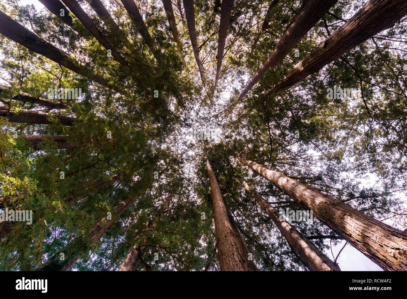 Redwood Forest, Kalifornien Stockfoto