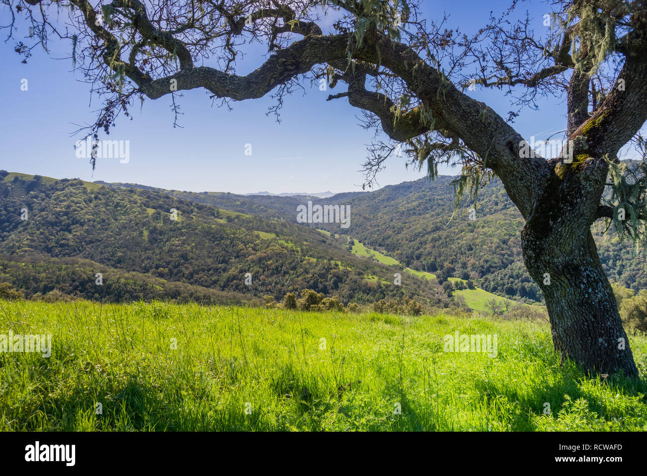 Tal Eiche Baum im Frühling, mit Blick auf die Jagd hohlen Tal im Hintergrund, Henry W. Coe State Park, Kalifornien Stockfoto