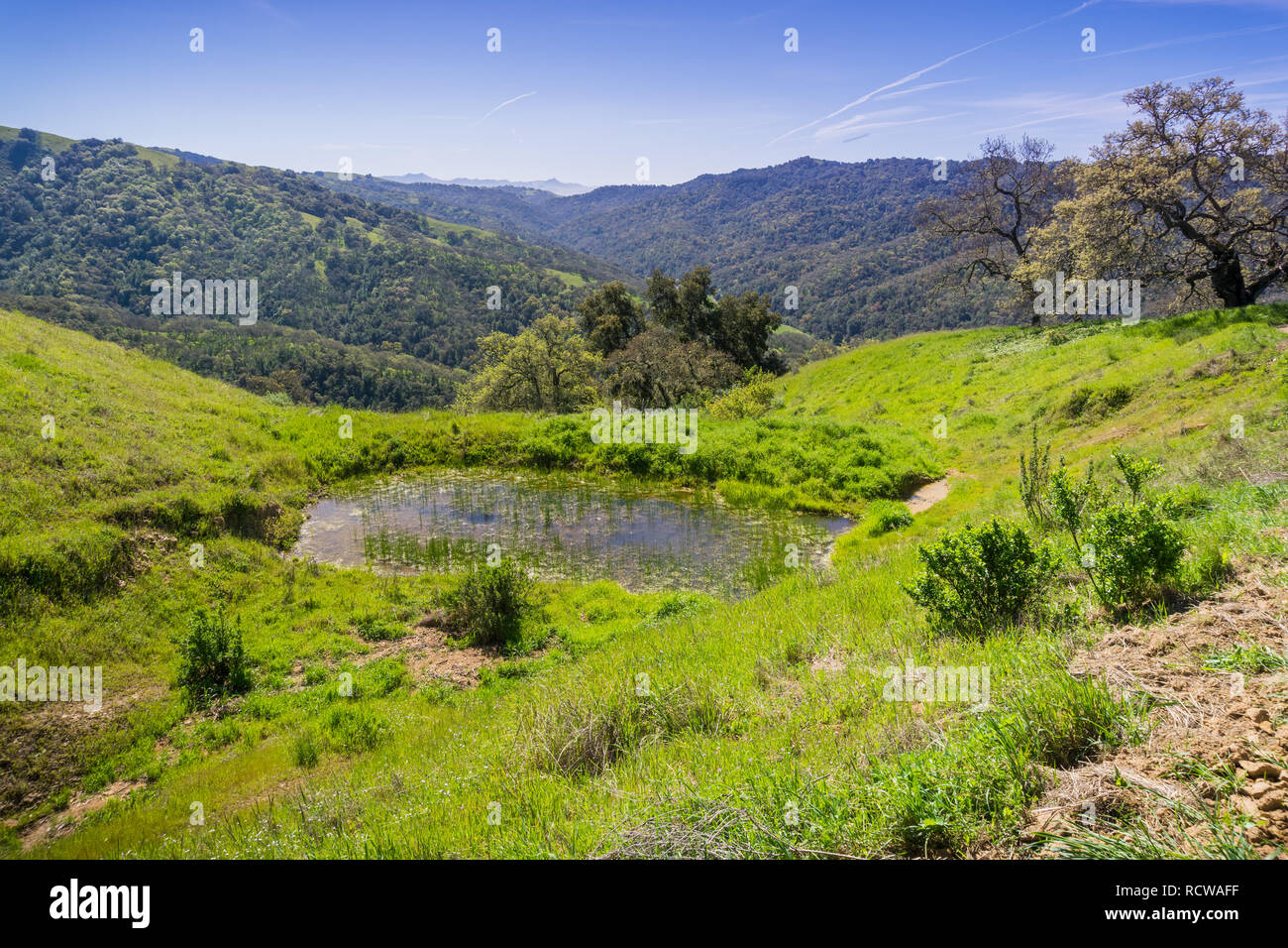 Grüne Hügel und Täler in Henry Coe State Park, Kalifornien Stockfoto