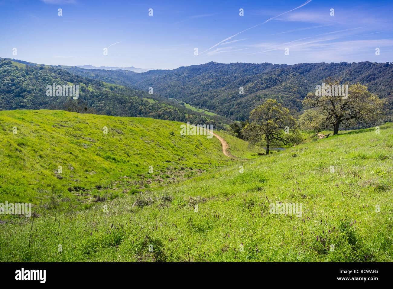 Grüne Hügel und Täler in Henry Coe State Park, Kalifornien Stockfoto