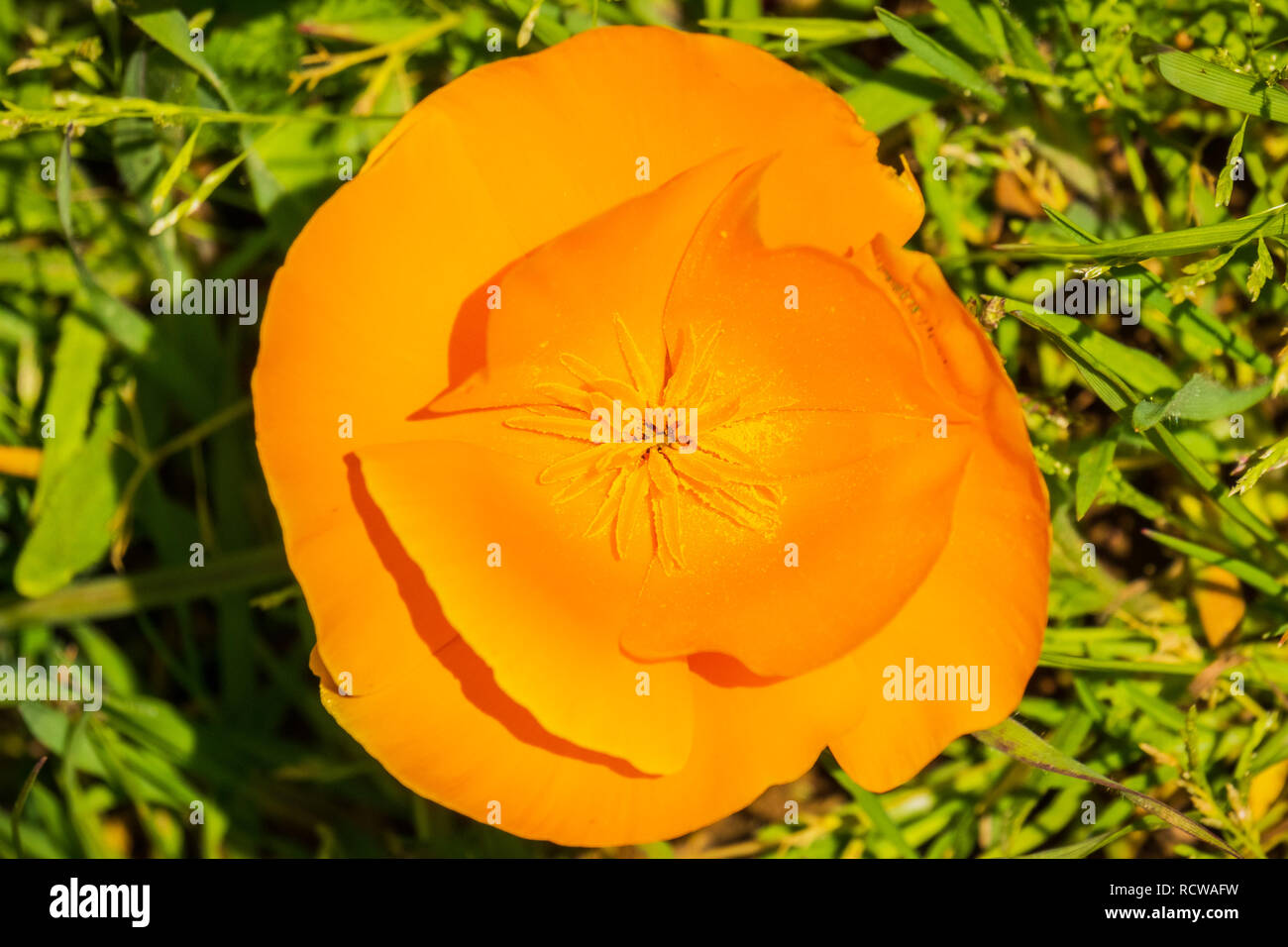 In der Nähe von großen Kalifornischer Mohn (Eschscholzia californica) mit acht Blütenblätter Stockfoto