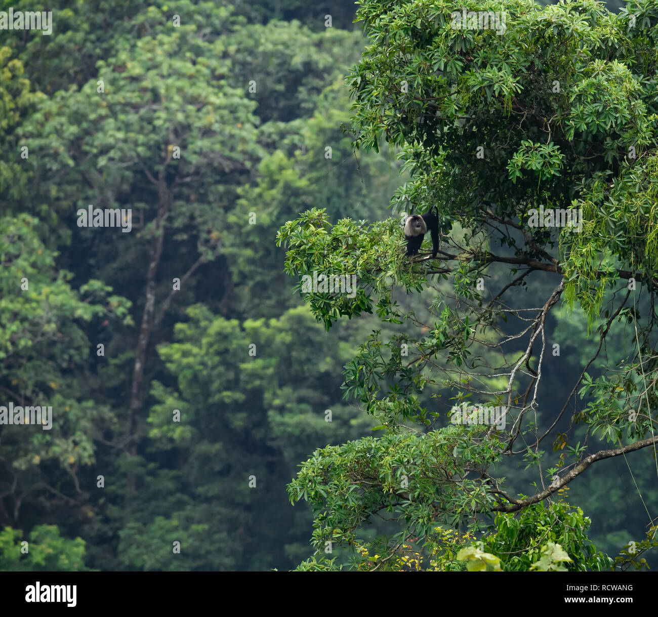 Morgen Landschaft in Gavi Ökotourismus Wald mit einer Vielzahl von Vögeln, Affen und eine Herde Elefanten in ihrer natürlichen Umgebung Stockfoto