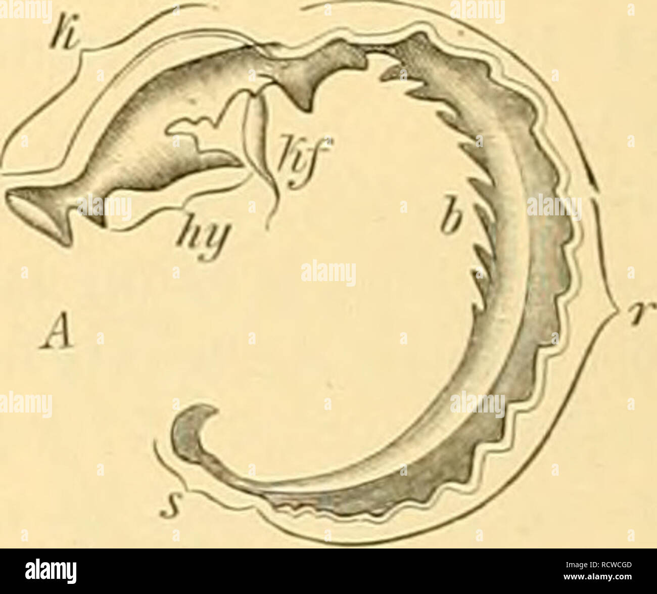 . Der paläontologie bearbeitet. Paläontologie. Abb. 575. Querschnitt eines Trilobiten-Rurapf-Gliedes [Cdlifment seiiaria Cour.) mit den ver-vollständigten Anhängen, r=Rücken-, H~Bauchseite; i=Verdauungscanal; im = Endo-podit; â ¬ x=Exopodit; Sp = Spirale Anhänge zwischen letzteren und der Schale.. Abb. 576. Mittleren Xängsschnitt durch eine ein-gerollte uschale Trilobiti" (Culywenc senarift Cour.). li= Kopt des Kindes;) -=Ruuipf; s=Schwanz-Schild; hl/â Hypostom; ein 7'=Kieferfuss; b=Bauchseite. Die Eigenthümlichkeiten der Organisation der Trilobiten dürften sich, s Stockfoto