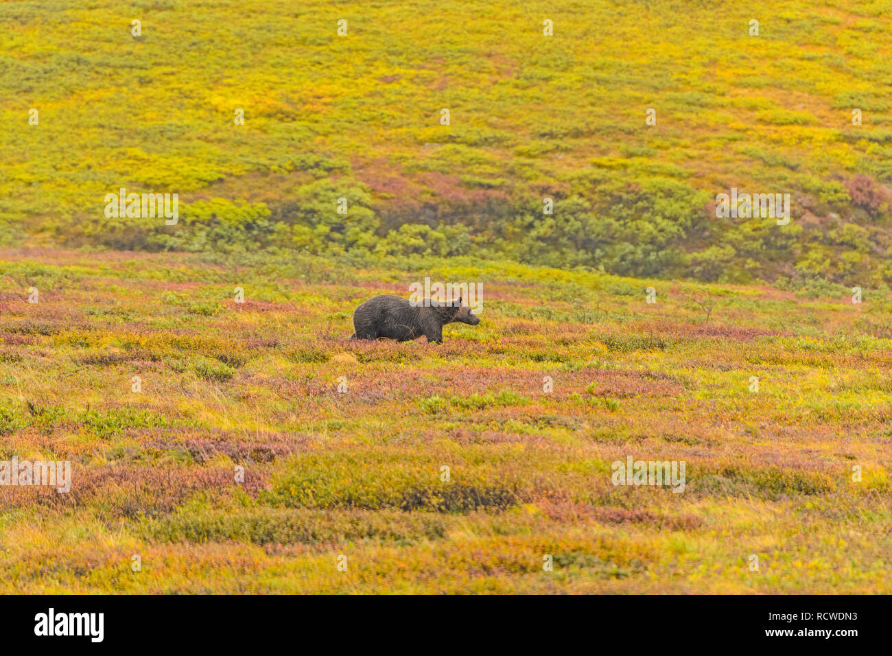 Grizzly Bär in der Tundra im Herbst im Denali Nationalpark in Alaska Stockfoto