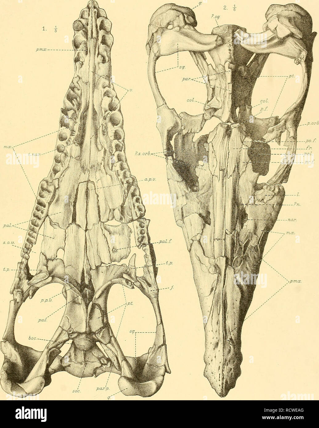 . Ein beschreibender Katalog der marinen Reptilien des Oxford clay. Auf dem Leeds Sammlung im British Museum (Natural History), London... Reptilien, Fossil. CATAL. MARINE gehalten. OXFORD CLAY. Teil II. Platte I. pmcc.. &Gt; p77 ia:. G.M. Woodward del. etlibh. West, Newman imp. PLIOSAURUS EEROX.. Bitte beachten Sie, dass diese Bilder sind von der gescannten Seite Bilder, die digital für die Lesbarkeit verbessert haben mögen - Färbung und Aussehen dieser Abbildungen können nicht perfekt dem Original ähneln. extrahiert. British Museum (Natural History). Abt. der Geologie; Andrews, Charles William, Stockfoto