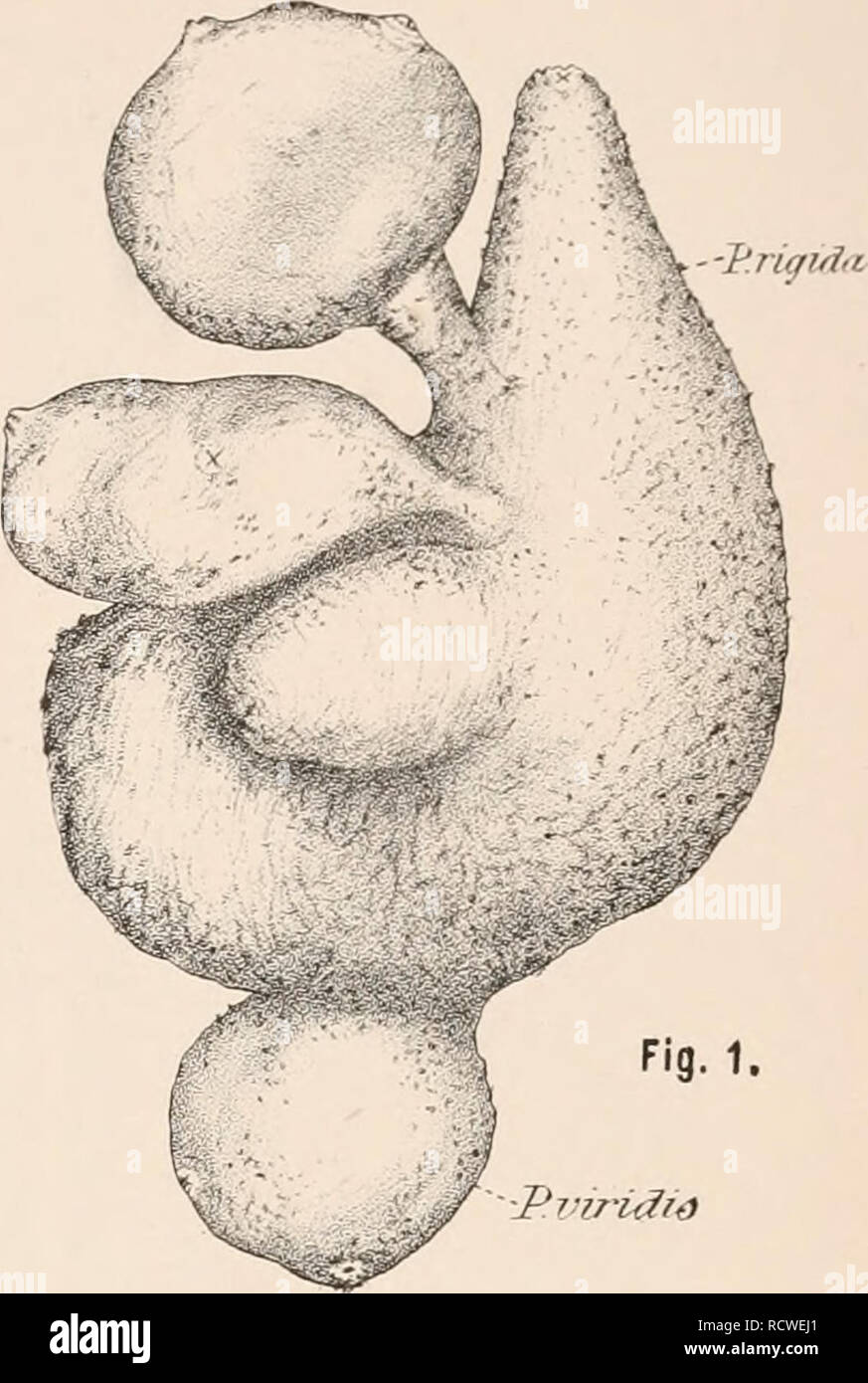 . Beschreibender Katalog der Tunicata im Australian Museum, Sydney, N.S.W. Tunicata. . Bitte beachten Sie, dass diese Bilder sind von der gescannten Seite Bilder, die digital für die Lesbarkeit verbessert haben mögen - Färbung und Aussehen dieser Abbildungen können nicht perfekt dem Original ähneln. extrahiert. Das Australian Museum; Hirt, W. A. (William Abbott), Sir, 1858-1924. Liverpool, T. Dobb&amp; Co. Stockfoto