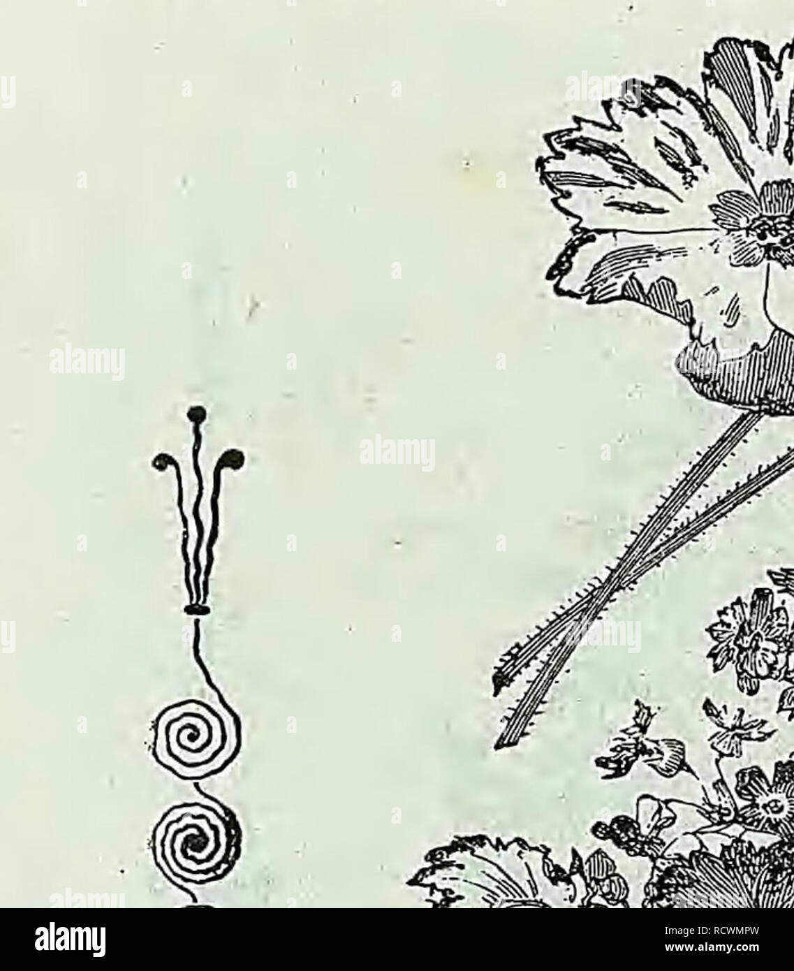 . Beschreibender Katalog der Gemüse, Blumen und Samen. Baumschulen (Gartenbau); Baumschulen; Samen; Glühlampen (Pflanzen); Gartenbau; Ausrüstungen und Zubehör; pflanzen; Weeber & Amp; Don. WEEBER & Amp; DON. Blumen Samen. 61. SANVITALIA PROCTJMBENS. Pro PCK. Herrliche Betten Pflanzen der brillantesten und effektive Charakter. Mit wunderschönen Scarlet spikes Beladen, ein Bett von Sal-über Splendens bildet einen schönen und sehr attraktive Objekt. H. S., 2 ft. Coccinea. Scharlach, reichblühend. H.h. 10 Patentanmeldungen. Satten, tiefen Blau, duftenden, 20 Splendens. Bright Scarlet, Spikes, die von sechs Stockfoto