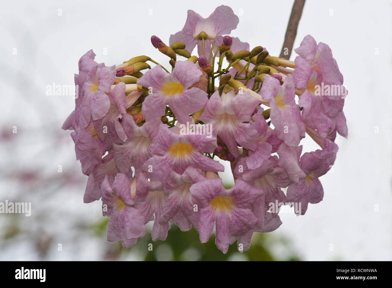 Tabebuia araucana (Rosa Trompete Baum) Stockfoto