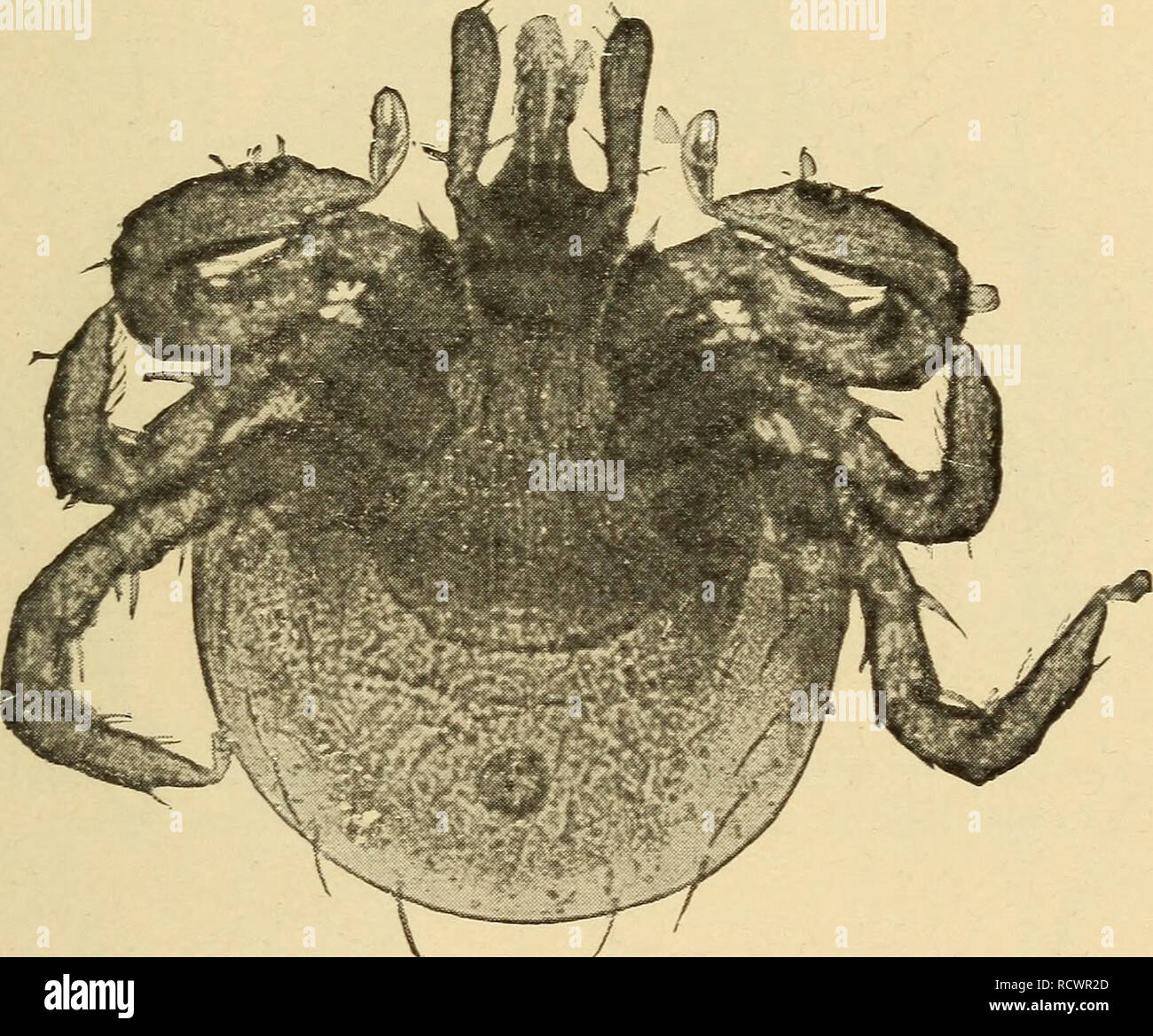 Elementare Zoologie Zoologie Filiale Arthropoda Klasse Arachnid