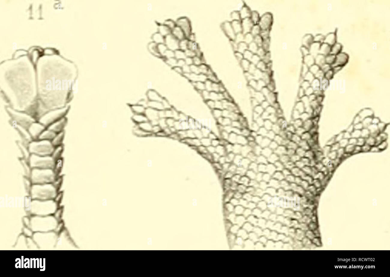 . Beschreibung des Reptilien nouveaux, ou, Imparfaitement connus de la collection du Muséum d'Histoire Naturelle et remarques sur la Classification et les caractères de Reptilien. Muséum national d'histoire naturelle (Frankreich); Reptilien; Reptilien. 12 12'. Bitte beachten Sie, dass diese Bilder sind von der gescannten Seite Bilder, die digital für die Lesbarkeit verbessert haben mögen - Färbung und Aussehen dieser Abbildungen können nicht perfekt dem Original ähneln. extrahiert. Duméril, Auguste Henri André, 1812-1870; Stejneger, Leonhard, 1851-1943, der ehemalige Eigentümer. DSI; Muséum national d'histoire naturel Stockfoto