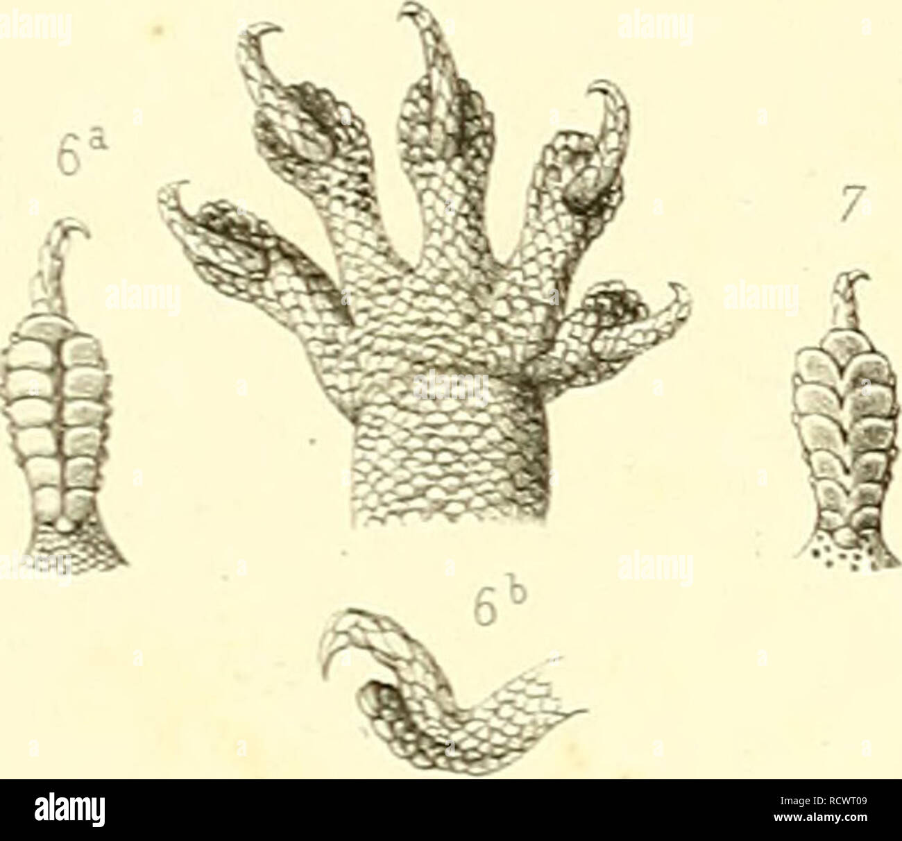 . Beschreibung des Reptilien nouveaux, ou, Imparfaitement connus de la collection du Muséum d'Histoire Naturelle et remarques sur la Classification et les caractères de Reptilien. Muséum national d'histoire naturelle (Frankreich); Reptilien; Reptilien. 10. Bitte beachten Sie, dass diese Bilder sind von der gescannten Seite Bilder, die digital für die Lesbarkeit verbessert haben mögen - Färbung und Aussehen dieser Abbildungen können nicht perfekt dem Original ähneln. extrahiert. Duméril, Auguste Henri André, 1812-1870; Stejneger, Leonhard, 1851-1943, der ehemalige Eigentümer. DSI; Muséum national d'histoire naturelle ( Stockfoto