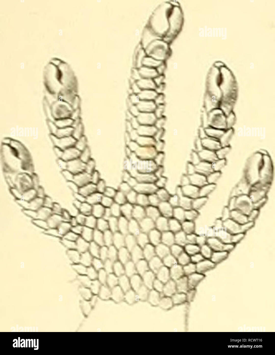 . Beschreibung des Reptilien nouveaux, ou, Imparfaitement connus de la collection du Muséum d'Histoire Naturelle et remarques sur la Classification et les caractères de Reptilien. Muséum national d'histoire naturelle (Frankreich); Reptilien; Reptilien. : Tom. VIII. 6 Ein PL. Xvii. Bitte beachten Sie, dass diese Bilder sind von der gescannten Seite Bilder, die digital für die Lesbarkeit verbessert haben mögen - Färbung und Aussehen dieser Abbildungen können nicht perfekt dem Original ähneln. extrahiert. Duméril, Auguste Henri André, 1812-1870; Stejneger, Leonhard, 1851-1943, der ehemalige Eigentümer. DSI; Muséum national Stockfoto