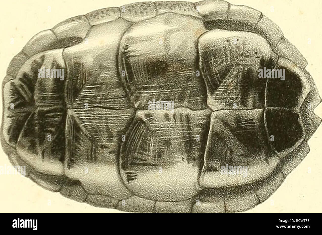 . Beschreibung des Reptilien nouveaux, ou, Imparfaitement connus de la collection du Muséum d'Histoire Naturelle et remarques sur la Classification et les caractères de Reptilien. Muséum national d'histoire naturelle (Frankreich); Reptilien; Reptilien. . Bitte beachten Sie, dass diese Bilder sind von der gescannten Seite Bilder, die digital für die Lesbarkeit verbessert haben mögen - Färbung und Aussehen dieser Abbildungen können nicht perfekt dem Original ähneln. extrahiert. Duméril, Auguste Henri André, 1812-1870; Stejneger, Leonhard, 1851-1943, der ehemalige Eigentümer. DSI; Muséum national d'histoire naturelle (Fr Stockfoto