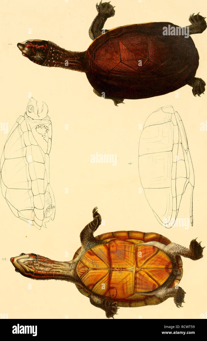 . Beschreibung des Reptilien nouveaux ou imparfaitement connus de la collection du Musée © um d'histoire naturelle et remarques sur la Classification et les caractères de Reptilien. © um das Musée national dU +2019 histoire naturelle (Frankreich); Reptilien; Reptilien. ≫ X%^ 25 Cà "^î s o s 5 = j fâi P - i fe o CD^P-. ^ q^d1 t> £' 3 1 CD G> 1=1' CD  £ z O C/}- c Co - 3 Eu. t/3 O pq pj p | m CD CJ) 3 = pi £ j t-J> TIj 13 CD o g o cq' 1 P=J03 cri z; ctî FD CXI C_3W E -> - * l vC o te S>. Bitte beachten Sie, dass diese Bilder aus gescannten Seite Bilder, digitale wurden extrahiert werden Stockfoto