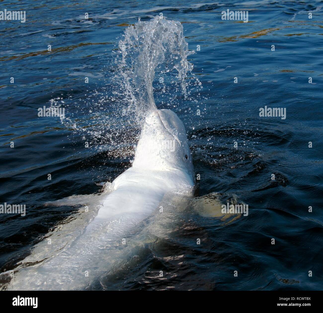 Beluga-Wal (Delphinapterus Leucas), Karelien, Russland, weißes Meer, Arktis Stockfoto