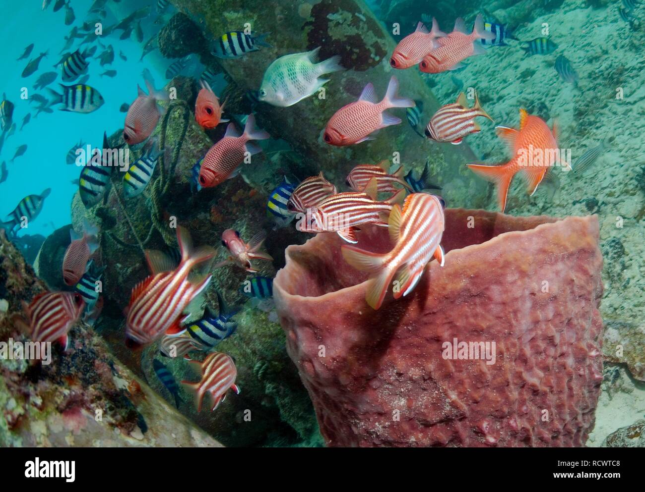 Schule von tropischen Fischen, Redang Island, Malaysia, Südost-Asien Stockfoto