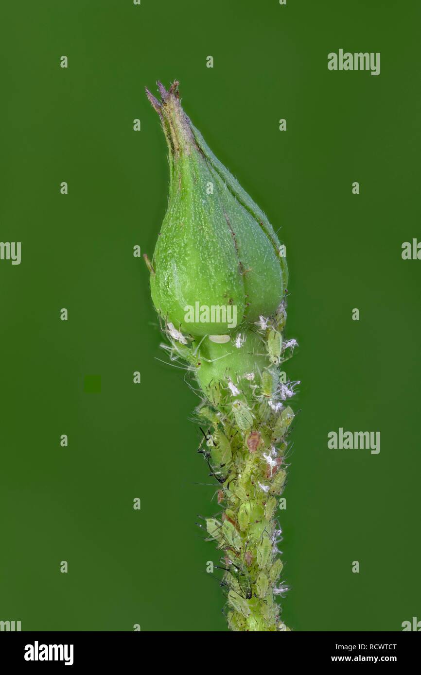 Rose Bud mit Blattläuse (Aphidoidea), Stack, Lower Austria, Austria Stockfoto