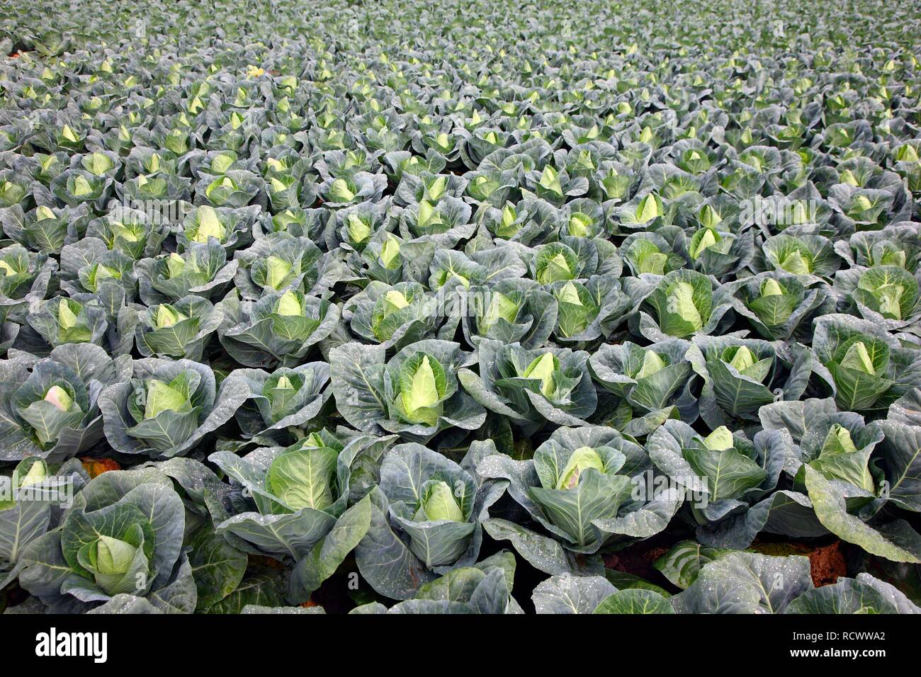 Wies Schatz Kohl wächst auf einem Feld Stockfoto