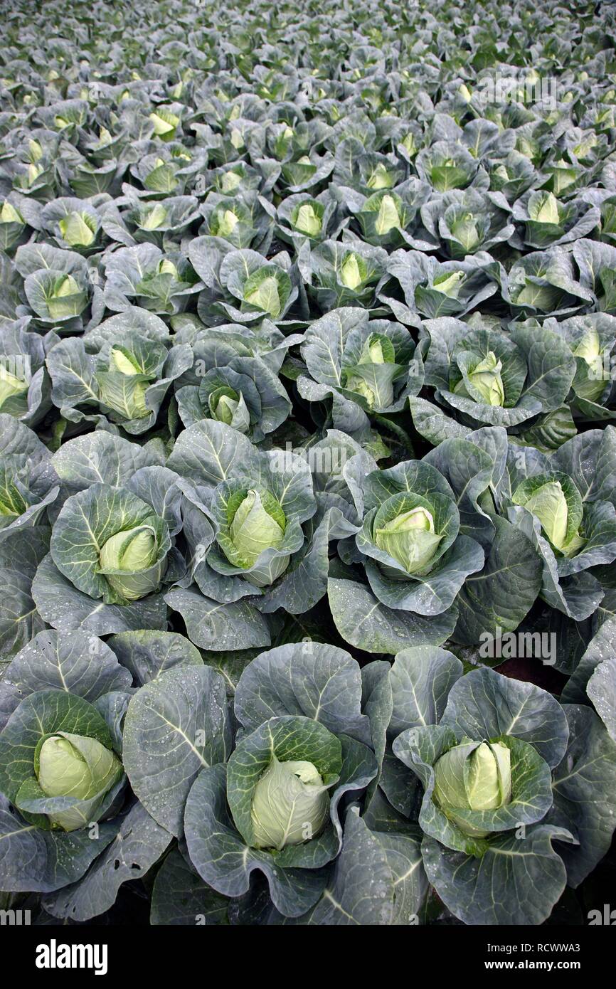 Wies Schatz Kohl wächst auf einem Feld Stockfoto