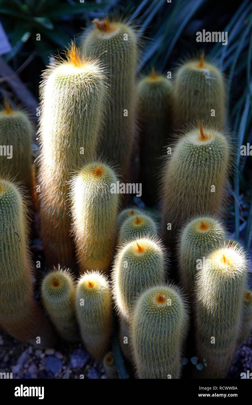 Notocactus oder Goldene Kugel Kaktus (Eriocactus leninghausii), aus dem südlichen Brasilien, öffentlichen botanischen Garten der Ruhr-Universität Stockfoto